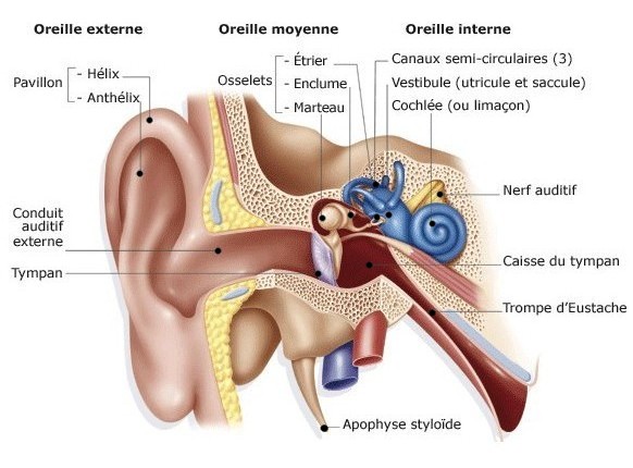 oreille audition système ouie détérioration