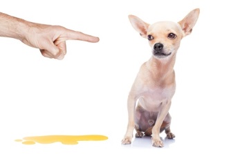 Incontinence urinaire du chien
